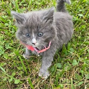 Meet your Posher, Naomi